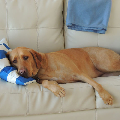 Dog relaxing on a comfy couch for the night in Doglandia