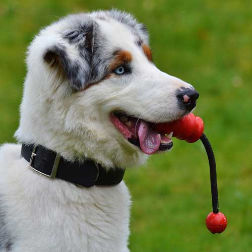 Dog playing for the day in Doglandia