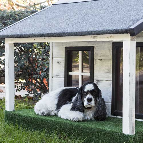 Dog lounging by a dog cabin