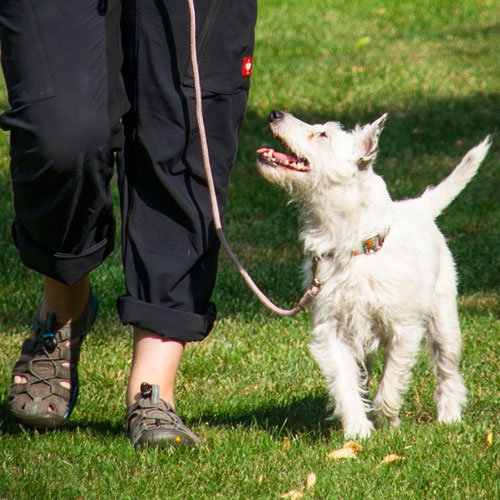 dog walking on leash in park