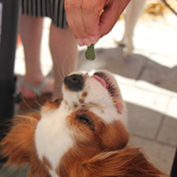 Feeding dog homemade healthy treats