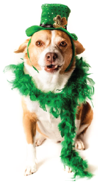 dog in leprechaun costume