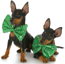 two dogs with leprechaun bow-ties