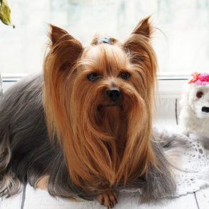 Dog getting a hair cut