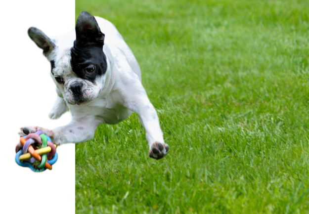 Dog playing at Doglandia