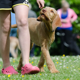 Puppy in training class